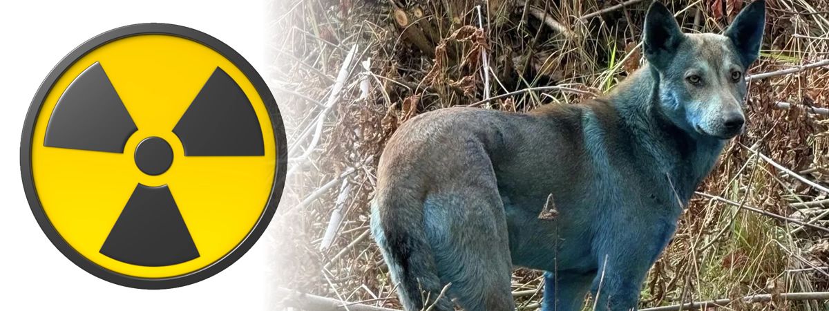 චෙර්නෝබිල් (Chernobyl) න්‍යෂ්ටික බලාගාරය අසල හමුවී ඇති නිල් පැහැති සුනඛයින්